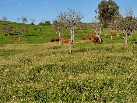Mais de duas décadas na criação de gado bovino